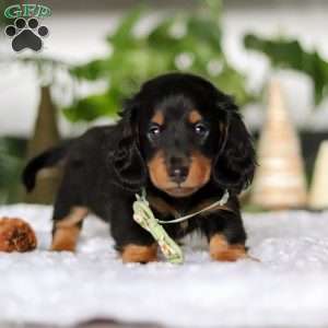 Buddy, Dachshund Puppy